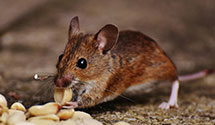 24 Hour & Emergency Exterminators in Pennside, PA